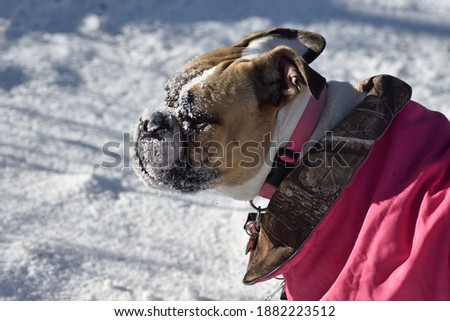 Picture of Boxer-Pittbull in snow