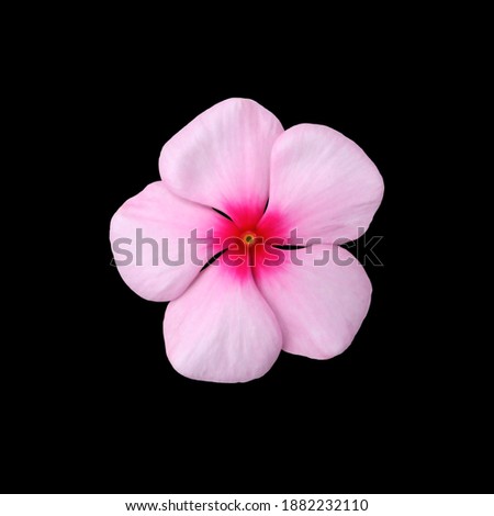 Cutout photo of a pink Madagascar periwinkle.