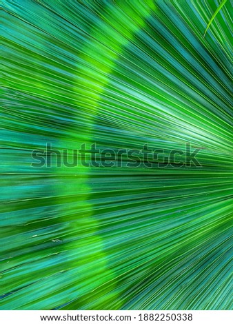 Green palm leaves beautiful diagonal background 