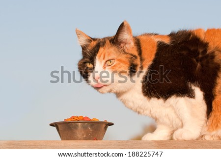 Beautiful calico cat eating kibble outdoors, in spring evening sun
