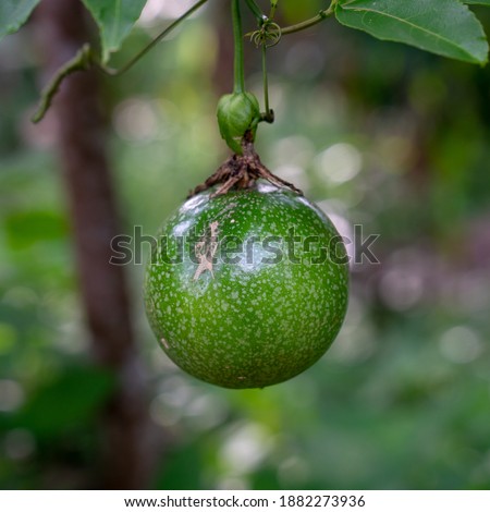 Fresh green passion fruit is hanging from its vine 
with blur bokeh natural background.