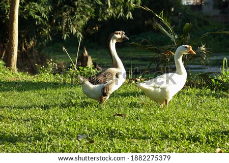 Two young Thai geese stood on the green grass along the canal in the evening.