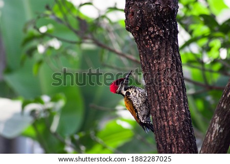 The black rumped flameback also known as the lesser golden backed woodpecker or lesser goldenback, is a woodpecker found widely distributed in the Indian subcontinent