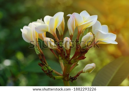 Plumeria (frangipani) is most fragrant among beautiful tropical flowers. White and yellow plumeria flowers on a tree.