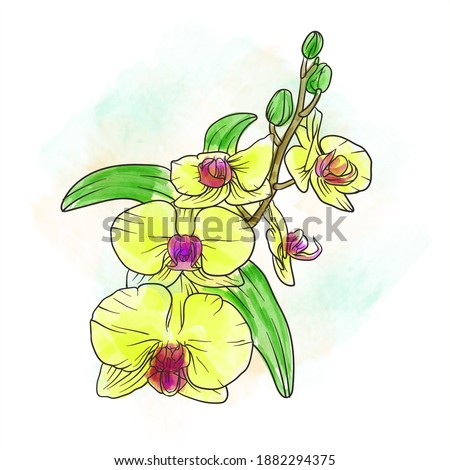 Watercolor image of yellow orchid flower. vector eps 10