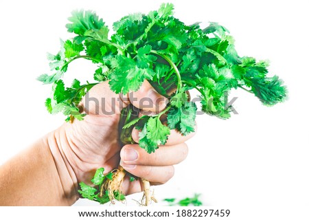Hands are holding a bunch of coriander leaves on a white background. Royalty-Free Stock Photo #1882297459