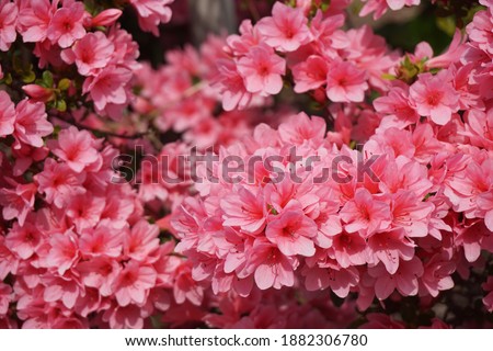 Azalea blooming in spring in Japan
