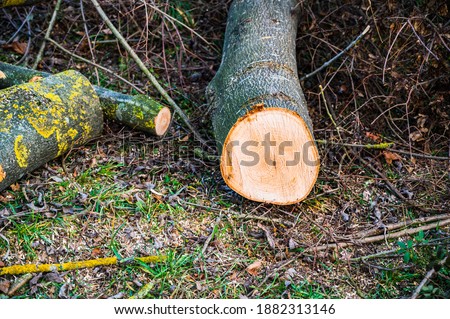 A closeup shot of sawed tree trunks and branches in different sizes