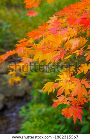 Maple leaves in autumn(season pic).
