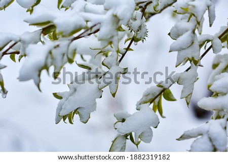Closeup of leaves covered in heavy snow in the winter