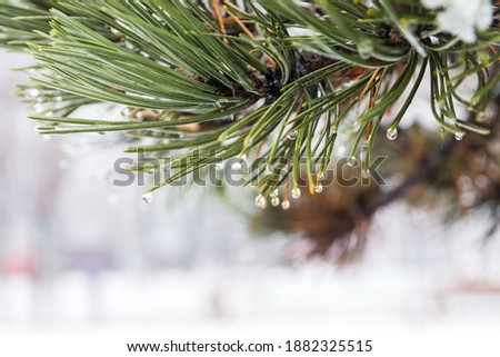 Photography of dew droplets close up on pine needles in winter. Winter thaw. Water droplets on pine needles in winter