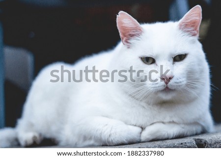 A closeup shot of a cute white cat sitting on a stone