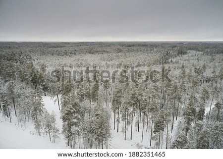 Top view of the winter pine forest on a background of gray sky in cloudy weather. Aerial view of landscape