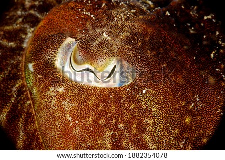 Atlantic ocean cuttlefish eye macro