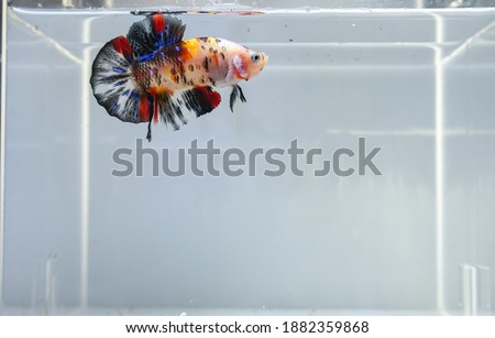 Betta fish in the aquarium. Beautiful fish for pet collection 