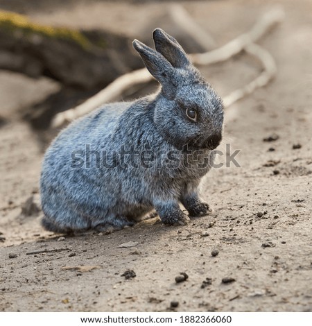 Small domestic black rabbit on the ground