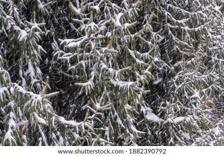 Snow falling on Norway Spruce tree