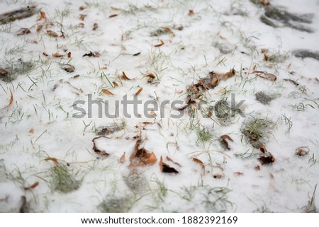 green grass makes its way through the snow


