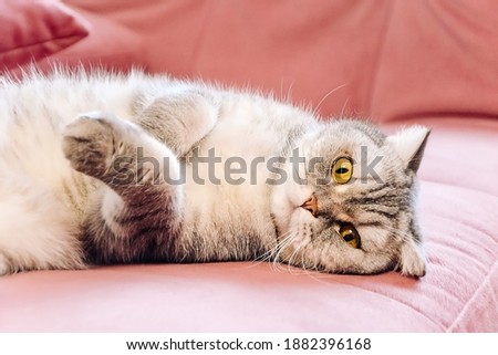 Muzzle of cute fluffy tabby British cat lies on a pink sofa. Concept weight gain during the New Year holidays, obesity, diet for the cat. Offended face cute Fold British..
