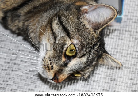 Domestic cat rolling on the sofa