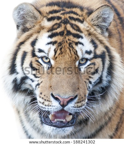 Beautiful tiger - isolated on white background