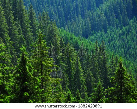 Green Spruce and fir forests panorama. Forested and wild mountainsides of Capatanii Mountains. Carpathia, Romania. Royalty-Free Stock Photo #1882420891