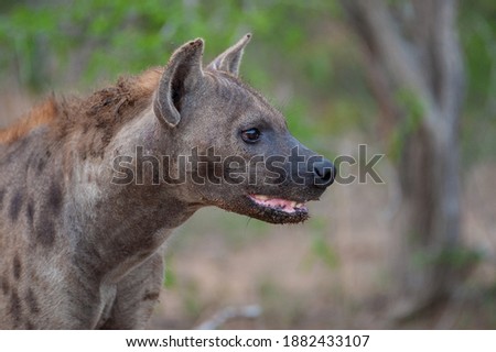 A Hyena seen on a safari in South Africa