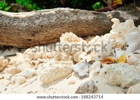 died sea coral on the beach, Thailand