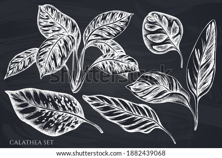 Vector set of hand drawn chalk calathea Royalty-Free Stock Photo #1882439068