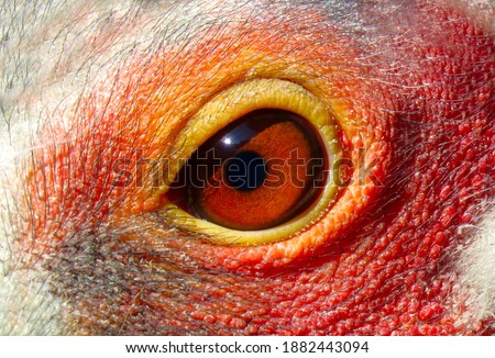 Eye of a Sarus crane bird, close up of a red eye, details of an Eye, Bird Eye closeup. Sarus crane bird Pupil.                                Royalty-Free Stock Photo #1882443094
