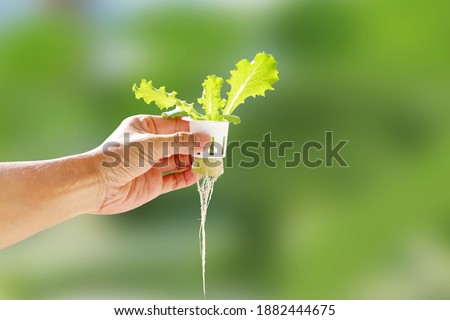 Hand of young man holding a white hydroponic pot with vegetable seedlings growing on a sponge. Grow vegetables without soil concept. Royalty-Free Stock Photo #1882444675