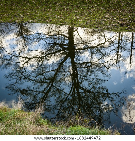 A low angle upside-down shot of the trees in the reflection of the water in the forest