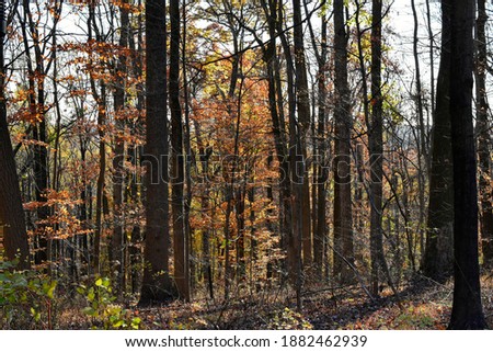 Autumn sunlight streaming through the November woods