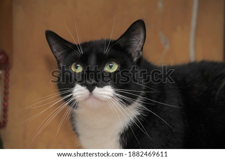 white and black cat with long mustache portrait