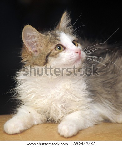 brown and white kitten norwegian forest portrait close up