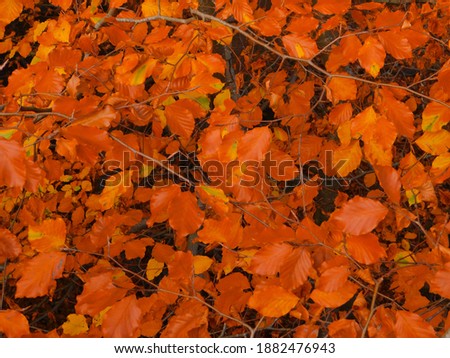 Autumnal blanket of birch tree leaves 