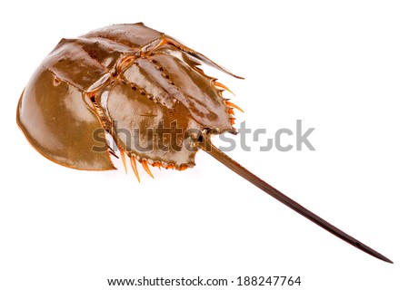 Horseshoe crab in isolated on white background  Royalty-Free Stock Photo #188247764