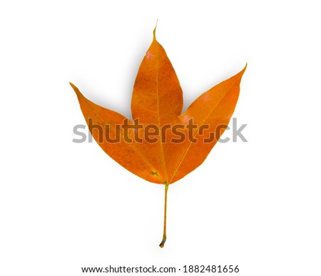 Natural maple foliage on isolated  white background with clipping path,  Scientific name Acer calcaratum Gagnep