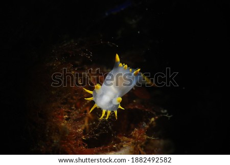 Atlantic ocean nudibranch macro photo