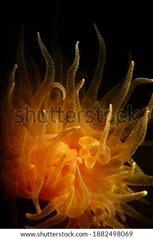 Atlantic ocean anemone macro photo