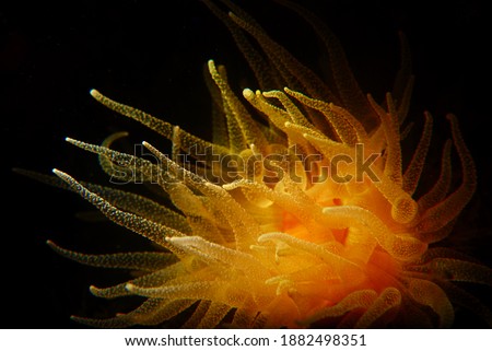 Atlantic ocean anemone macro photo