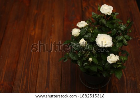background desktop wood rose white holiday classic on wooden background