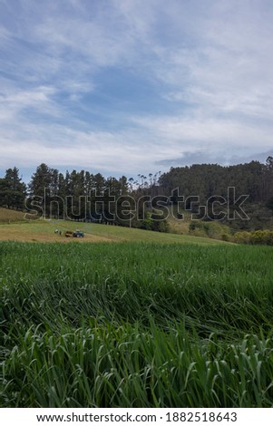Landscape of a pasture crop for cows in Barragan Valle del Cauca Colombia