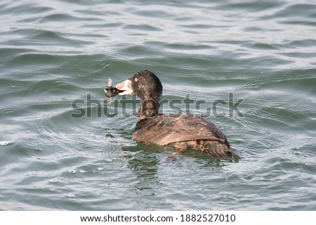A picture of a immature surf scoter eating the shellfishes.   