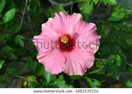 Pink, Red colour hibiscus flower (joba ful) with blurry plant leaves and dark background