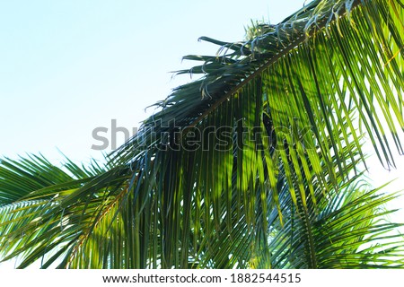 Palm Trees during sunny day at tropical beach. Playa del Carmen, Mexico.
