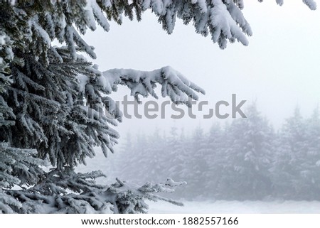 Fir leaves and snow covered trees