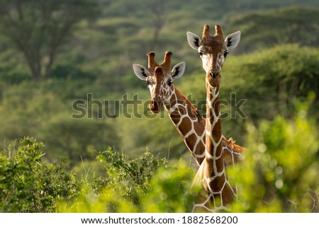 Two Rothschild's giraffe standing together in the wild of Kenya  Royalty-Free Stock Photo #1882568200