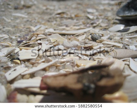 Seashells in the wet beach sand