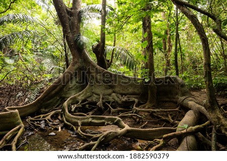 Incredible roots looking like dragon paws of Ficus Variegata Blume in the middle of a lush tropical jungle. Iriomote Island. Royalty-Free Stock Photo #1882590379